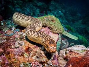 bandasnake by Marc Van Den Broeck 